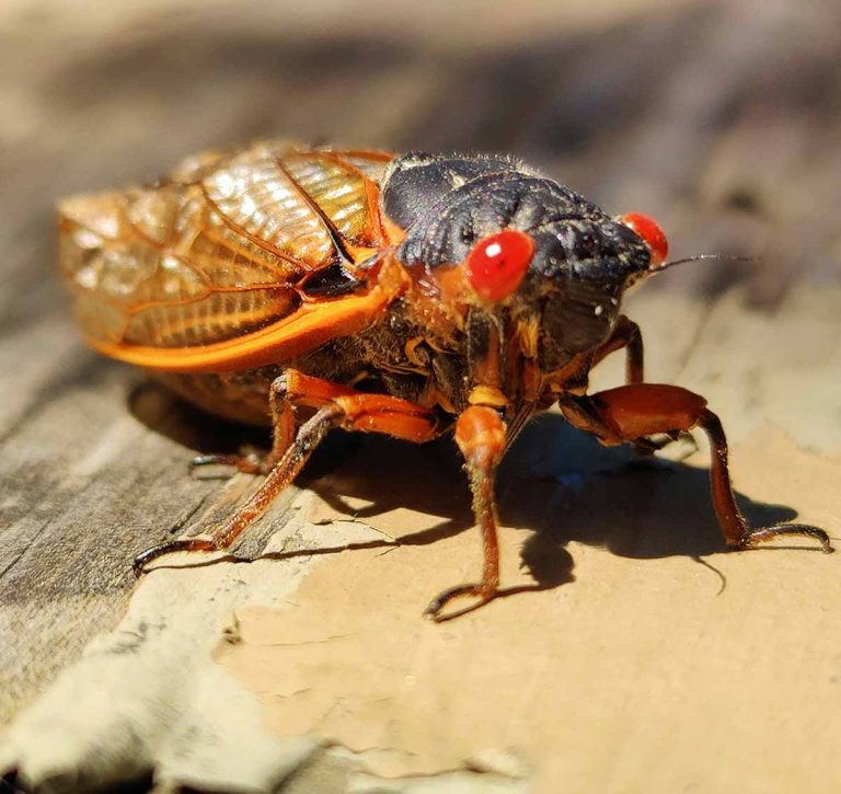 How Cicadas Impact HVAC Systems